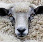 Home mouton visage 2