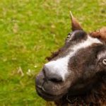 Home mouton visage 3