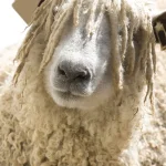 Home le visage du mouton wooly 3391883